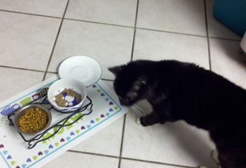Seuess, tuxedo cat with food bowls