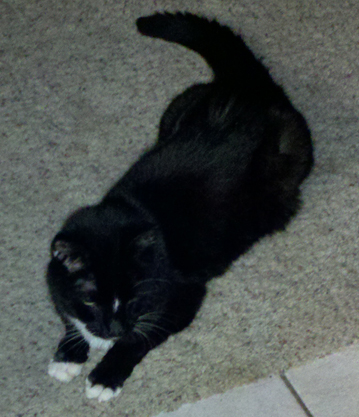 Seuss, a tuxedo cat on carpet