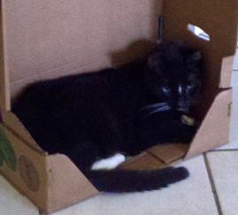 Suess, a tuxedo cat, in a box