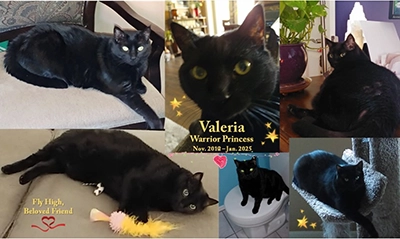 Sweet Dreams, Beloved Valeria